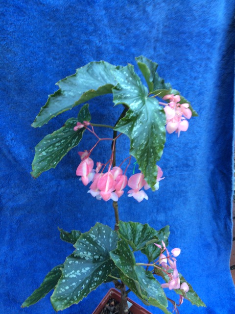 B. ‘Peaches 'n Cream’